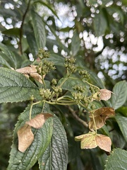 Hydrangea chinensis