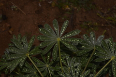 Lupinus cosentinii