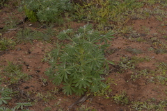 Lupinus cosentinii