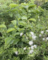 Celastrus orbiculatus