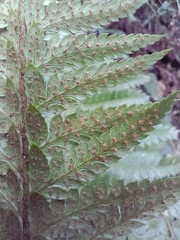 Polystichum aculeatum
