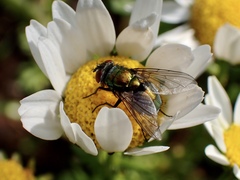 Lucilia