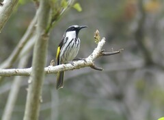 Phylidonyris niger