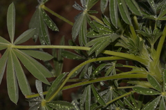 Lupinus cosentinii