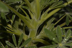 Lupinus cosentinii