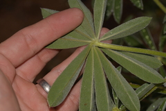 Lupinus cosentinii