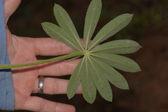 Lupinus cosentinii