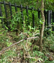 Sympetrum infuscatum