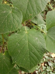 Tilia platyphyllos