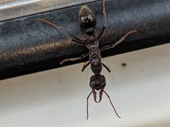 Myrmecia pyriformis