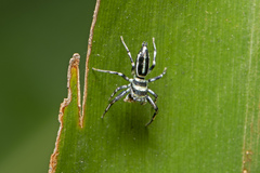 Cosmophasis micarioides