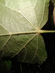 Tilia platyphyllos