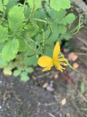 Chelidonium majus