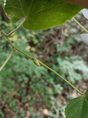 Tilia platyphyllos