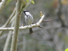 Phylidonyris niger