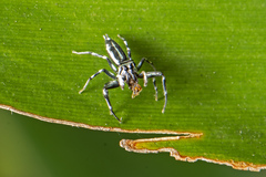 Cosmophasis micarioides