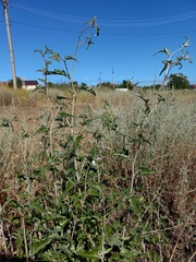 Atriplex aucheri
