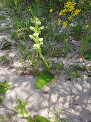 Pterygodium volucris