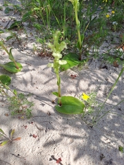 Pterygodium volucris