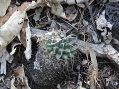 Mammillaria magnimamma