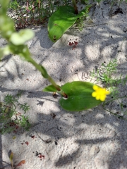 Pterygodium volucris