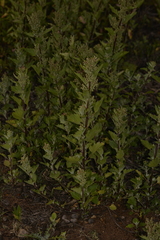 Chenopodiastrum murale