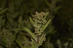 Chenopodiastrum murale