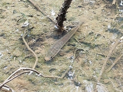 Channa striata