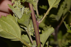 Chenopodiastrum murale