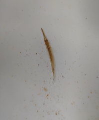 Dermogenys siamensis