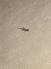 Hemidactylus mabouia