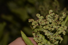 Chenopodiastrum murale