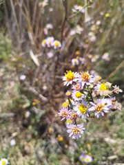 Tripolium pannonicum