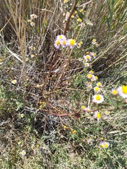 Tripolium pannonicum