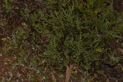 Enchylaena tomentosa