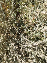 Atriplex portulacoides