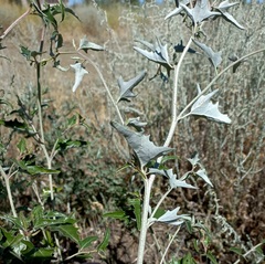 Atriplex aucheri