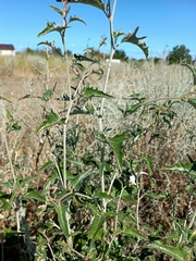 Atriplex aucheri