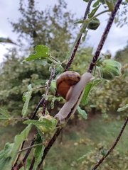 Helix lucorum