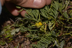 Enchylaena tomentosa