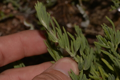 Enchylaena tomentosa