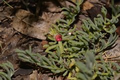 Enchylaena tomentosa