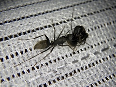 Camponotus japonicus