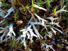 Cladonia uncialis