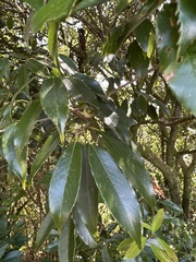 Quercus salicina