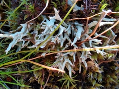 Cladonia uncialis