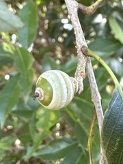 Quercus salicina