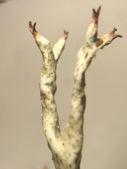 Cladonia uncialis