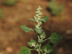 Chenopodium opulifolium