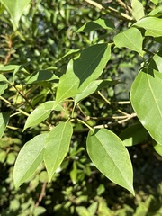 Dendropanax dentiger